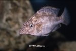 Nimbochromis linnii